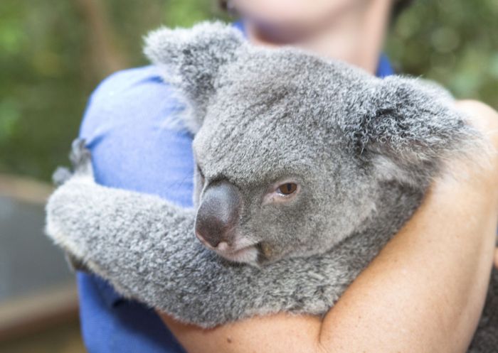 Kebun binatang di australia akan melarang turis memeluk koala mengapa